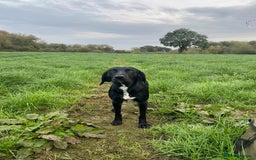Cockerdor dogs for sale: male cockerdor for rehoming - Image 2