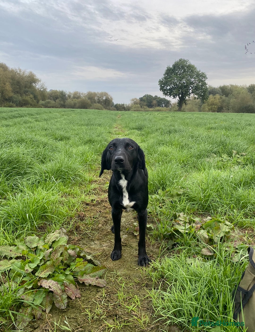 Cockerdor dogs for sale: male cockerdor for rehoming - Image 2