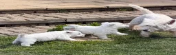 West Highland Terrier dogs for sale: Cute & Bouncy Westie Babes  - Advert 12