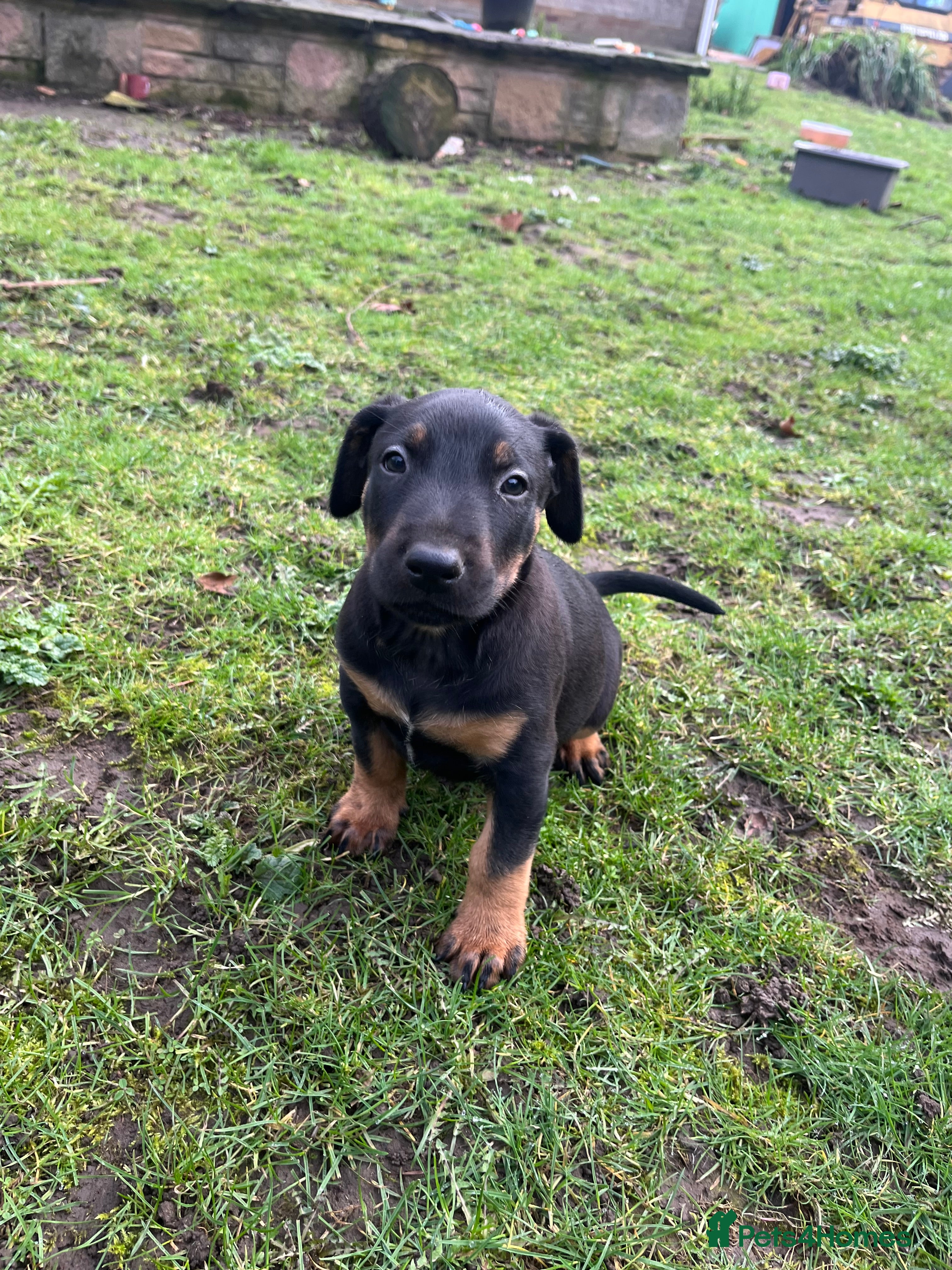 Mixed Breed dogs X1 girl left English bull terrier x Euro doberman - Advert 3