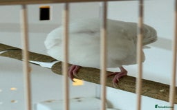 Finches birds for sale: 1 female Java and pair of gouilden  finches  - Image 4