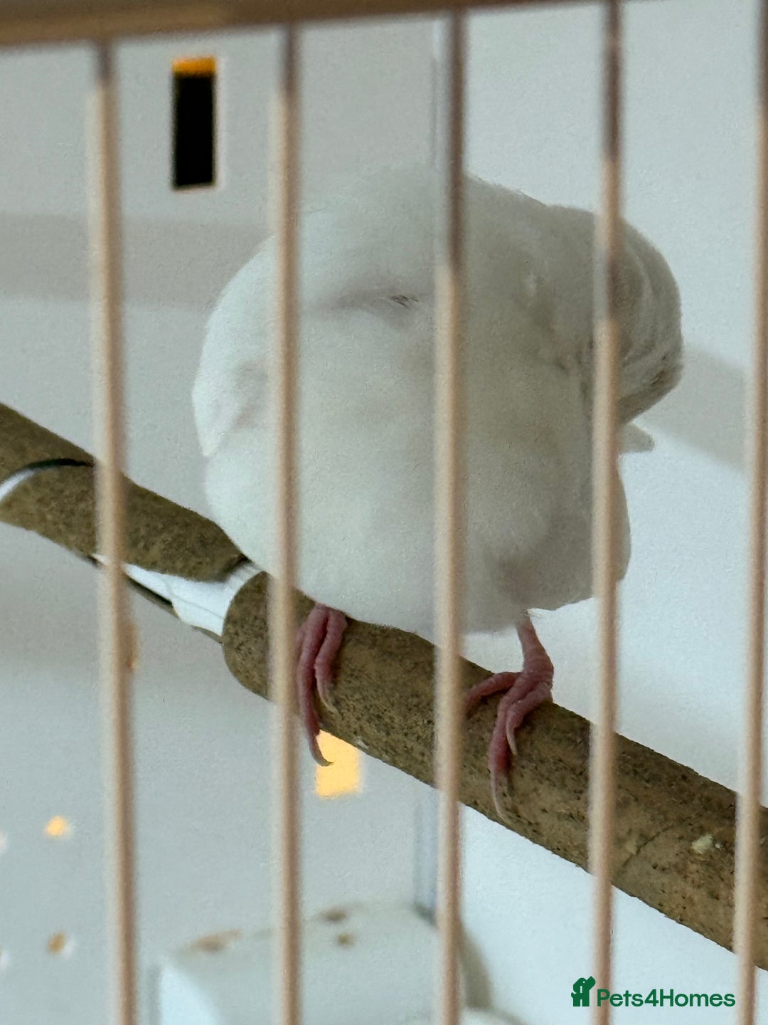 Finches birds for sale: 1 female Java and pair of gouilden  finches  - Image 4