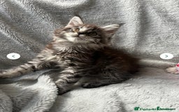 Maine Coon cats for sale: maine coon  - Image 4