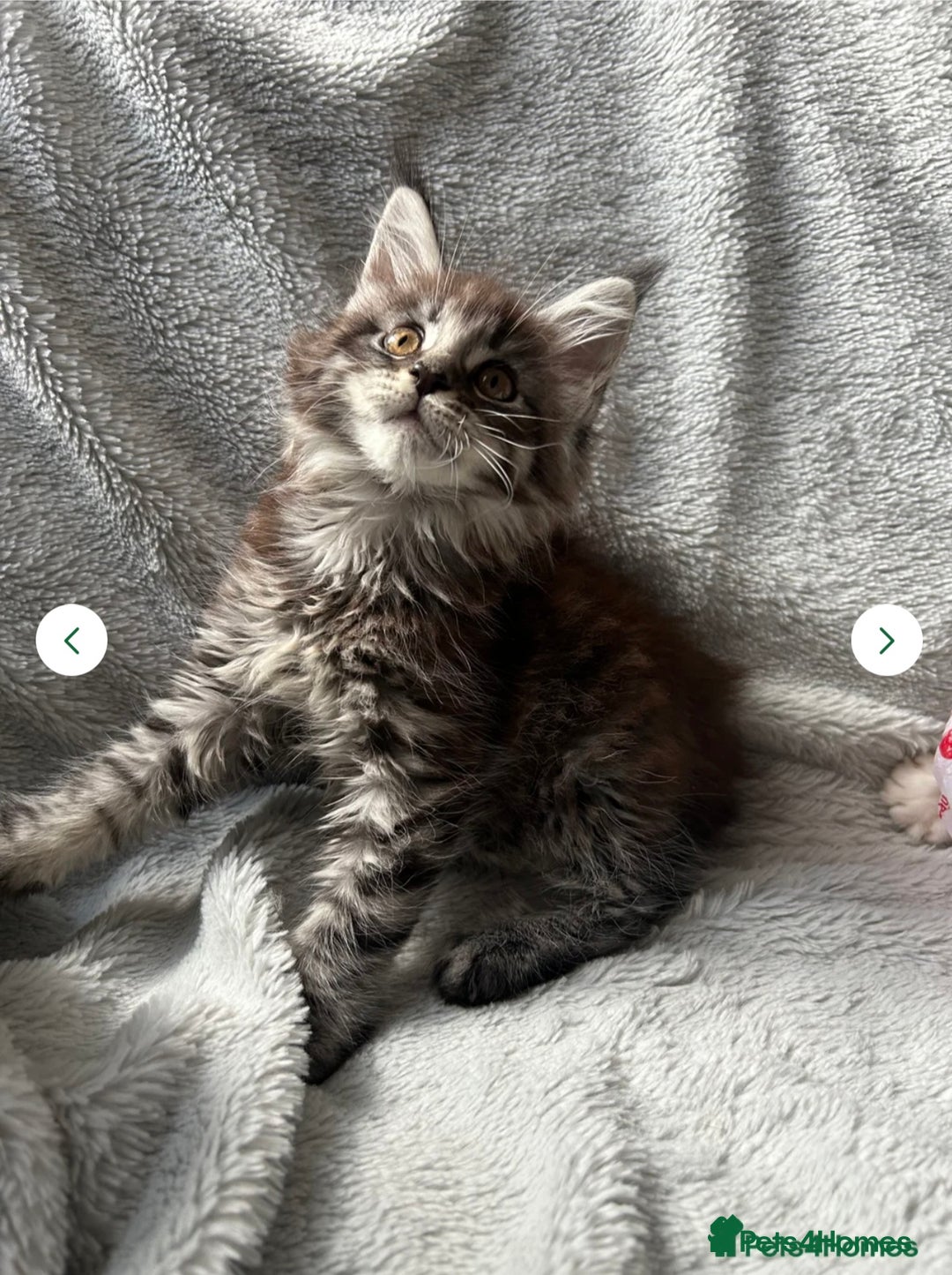 Maine Coon cats for sale: maine coon  - Image 4