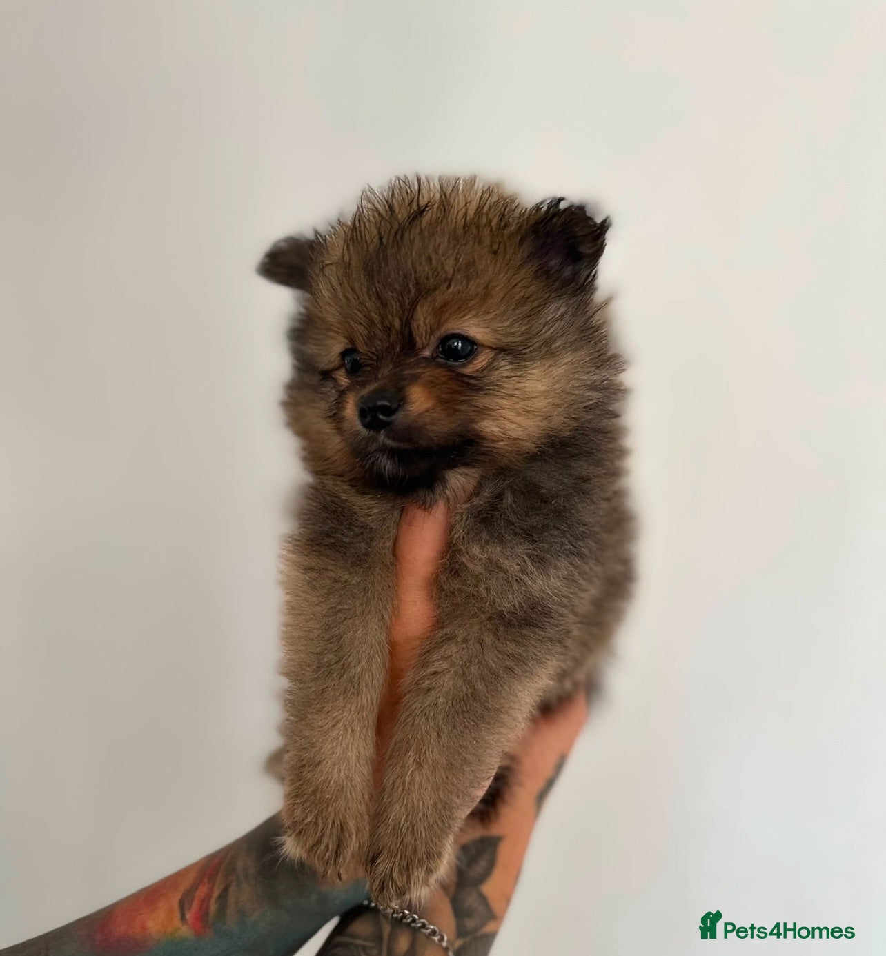 Pomeranian dogs Pomerian puppies available  - Advert 1