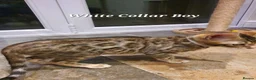 Bengal cats for sale: 🐆🐆Beautiful Pedigree Bengal Kittens🐆🐆  - Advert 22