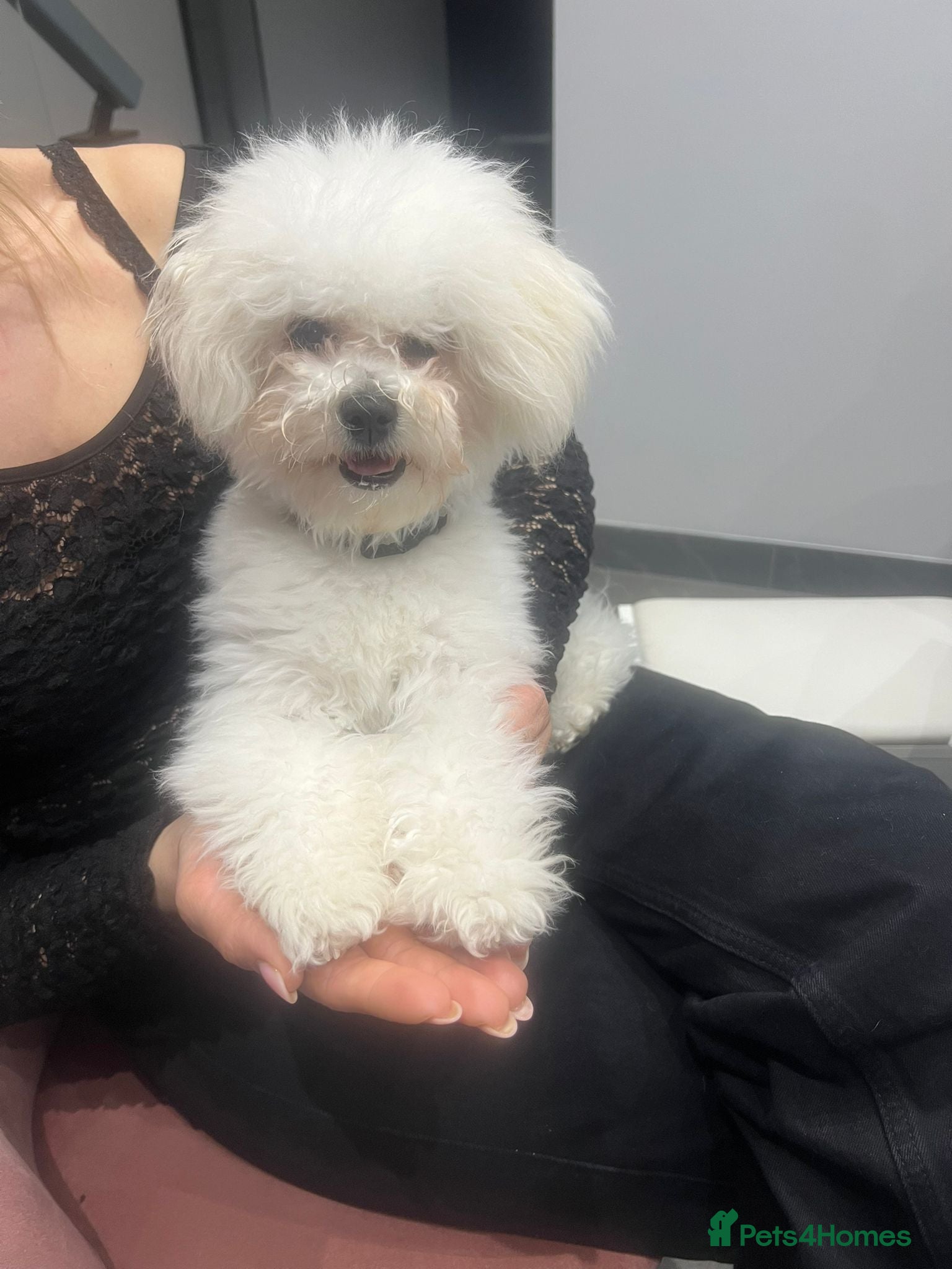 Bichon Frise dogs KC registered boy for sale - Advert 1