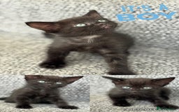 Mixed Breed cats for sale: 3 lovely kittens  - Image 12