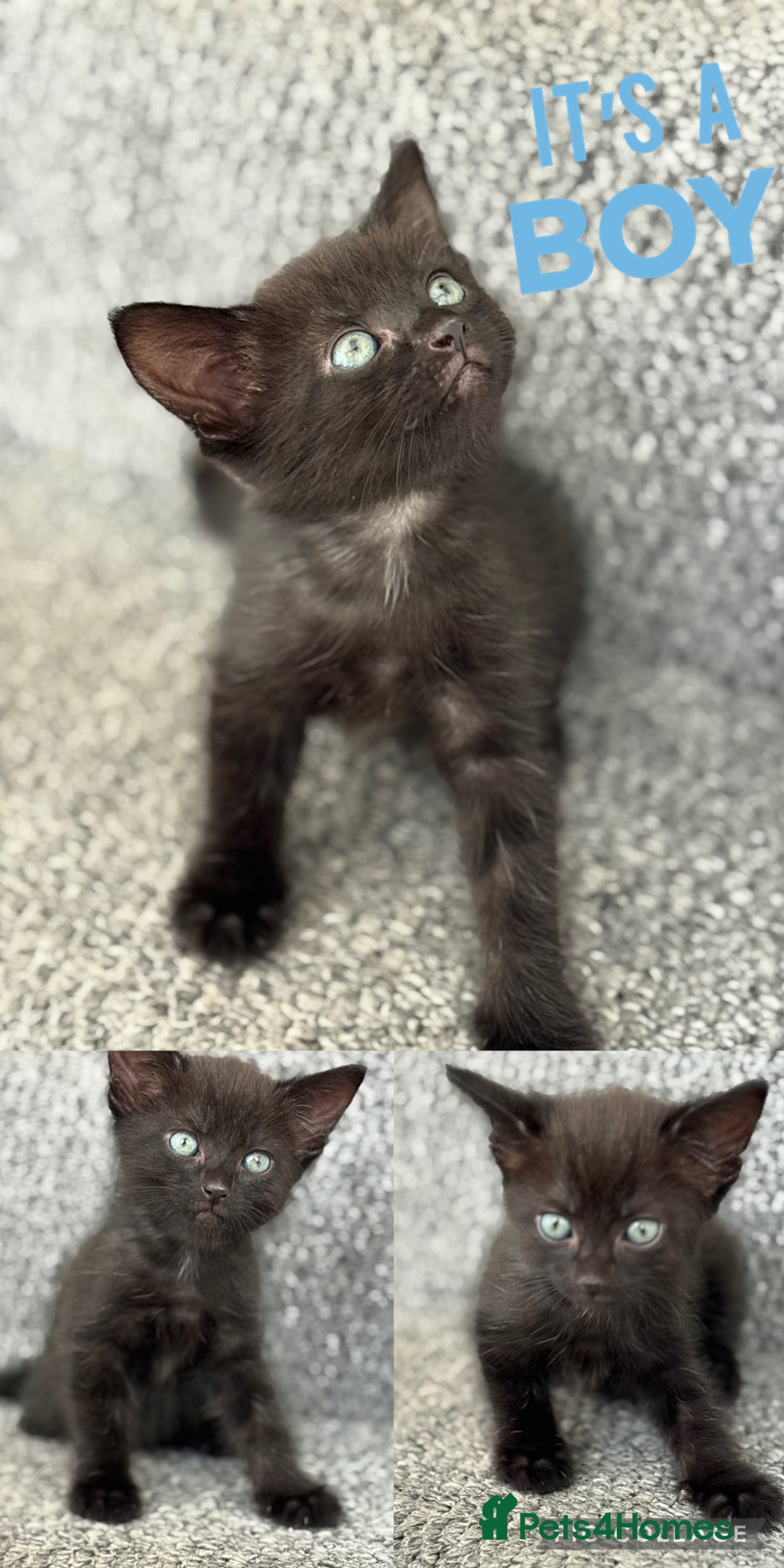 Mixed Breed cats for sale: 3 lovely kittens  - Image 12