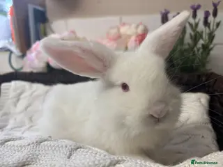 French Lop rabbits Beautiful mini lops x French lops - Advert 6