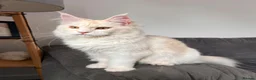 Maine Coon cats for sale: Maine coon  - Advert 3