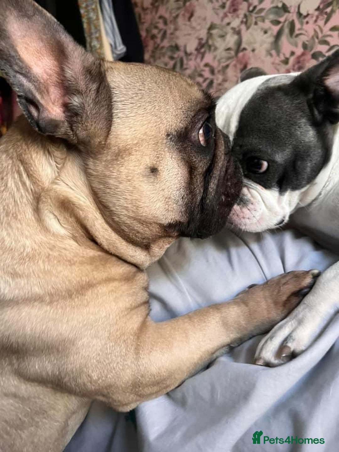 French Bulldog dogs for sale: French Bulldog  - Image 8