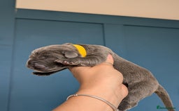 Cane Corso dogs for sale: European cane corsos  - Image 20