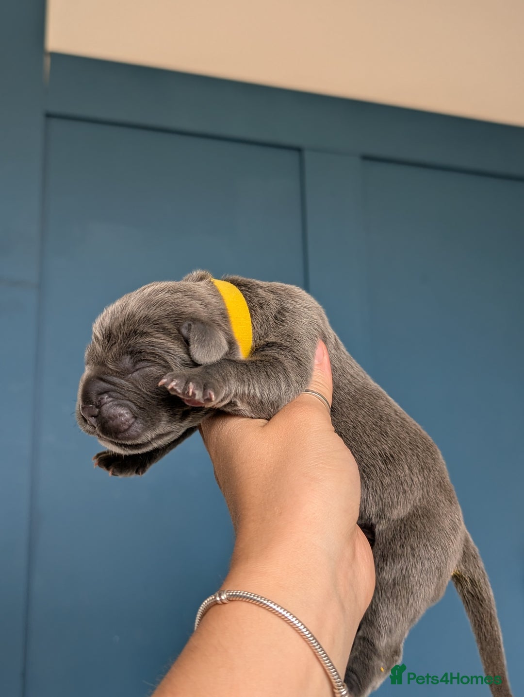 Cane Corso dogs for sale: European cane corsos  - Image 20