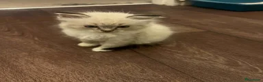 Ragdoll 1