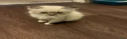 Ragdoll cats for sale: Ragdoll kitten Tica Registered  - Advert 9