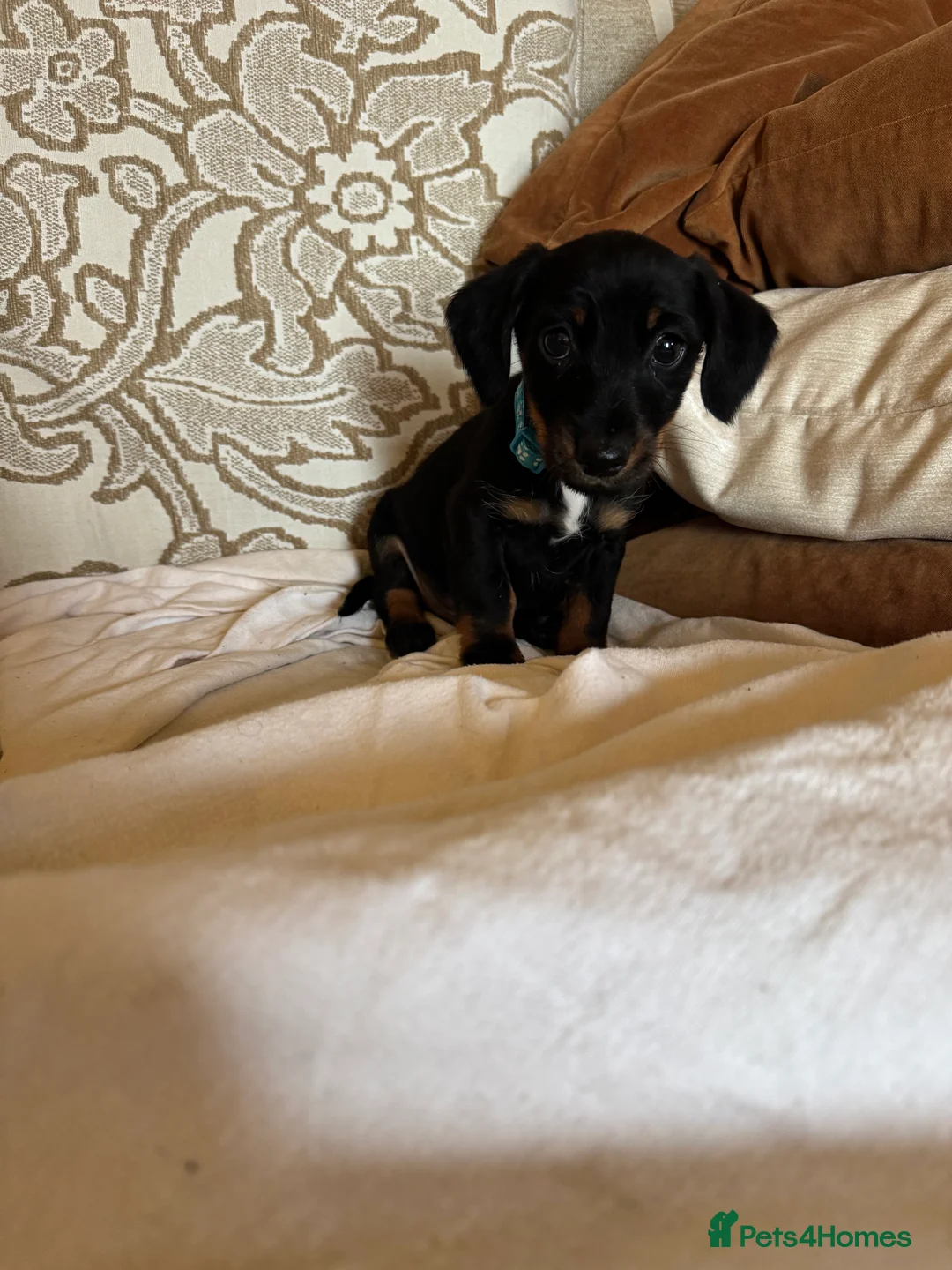 Miniature Dachshund dogs for sale: Miniature dachshunds - Advert 10