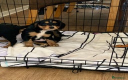 Cocker Spaniel dogs for sale: Cocker Spaniel pups for sale  - Image 3
