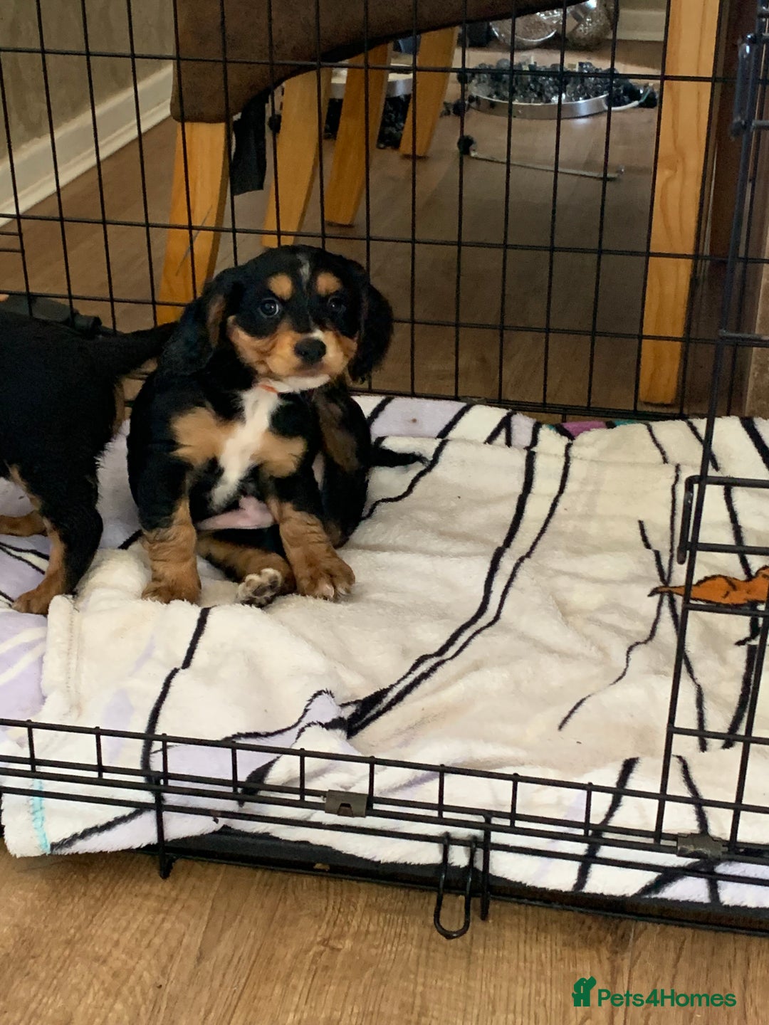 Cocker Spaniel dogs for sale: Cocker Spaniel pups for sale  - Image 3