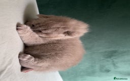British Shorthair cats for sale: British shorthair Kittens - Image 5