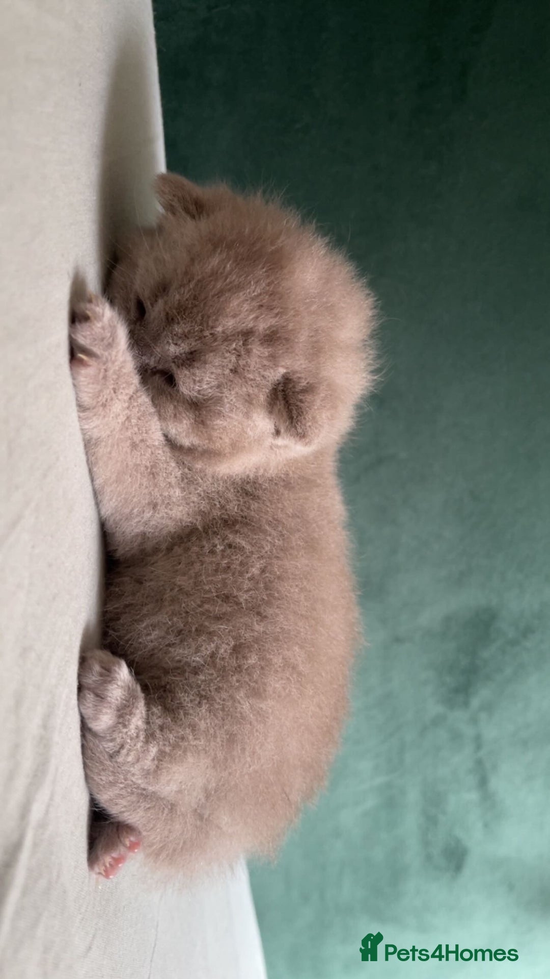 British Shorthair cats for sale: British shorthair Kittens - Image 5