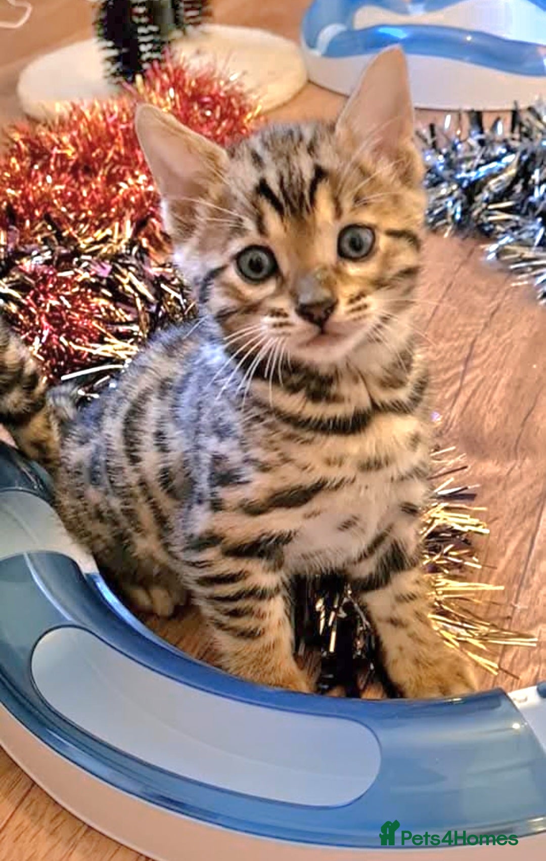 Bengal cats for sale: Bengal Kittens Tica Registered  - Image 9