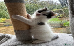 Mixed Breed cats for sale: Adorable Playful Happy Mixed breed kittens - Image 27
