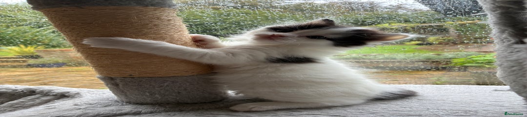 Mixed Breed Kitten 4