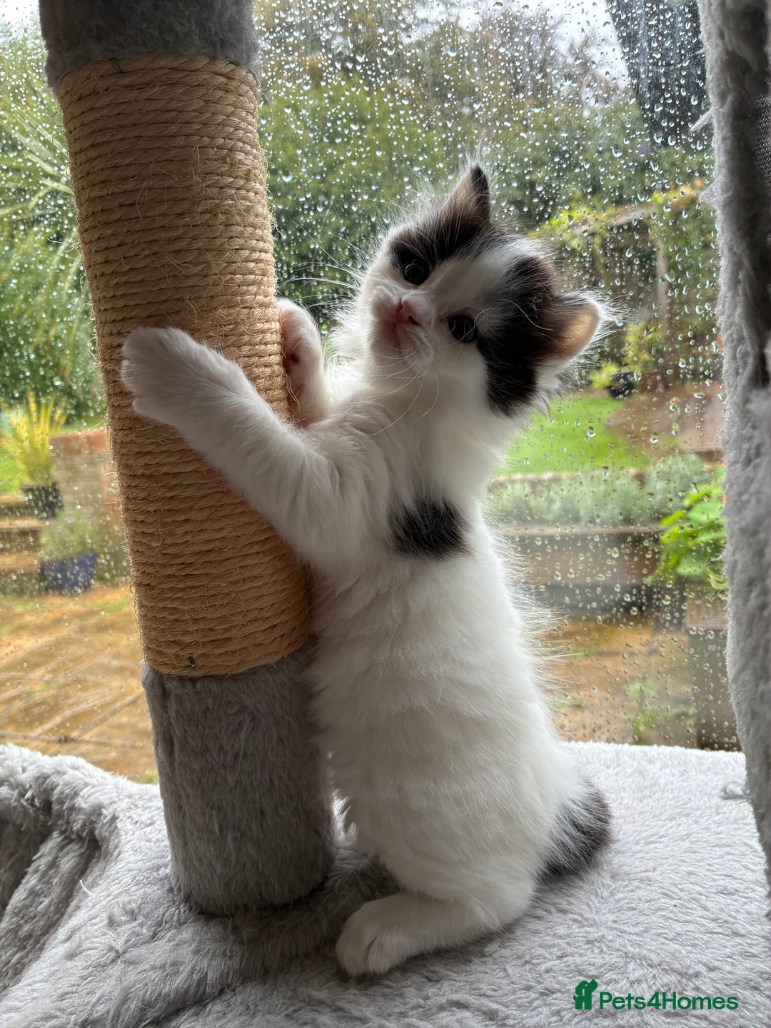 Mixed Breed cats for sale: Adorable Playful Happy Mixed breed kittens - Image 27