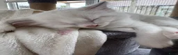 Ragdoll cats for sale: GCCF Registered Ragdoll Kittens - Advert 24