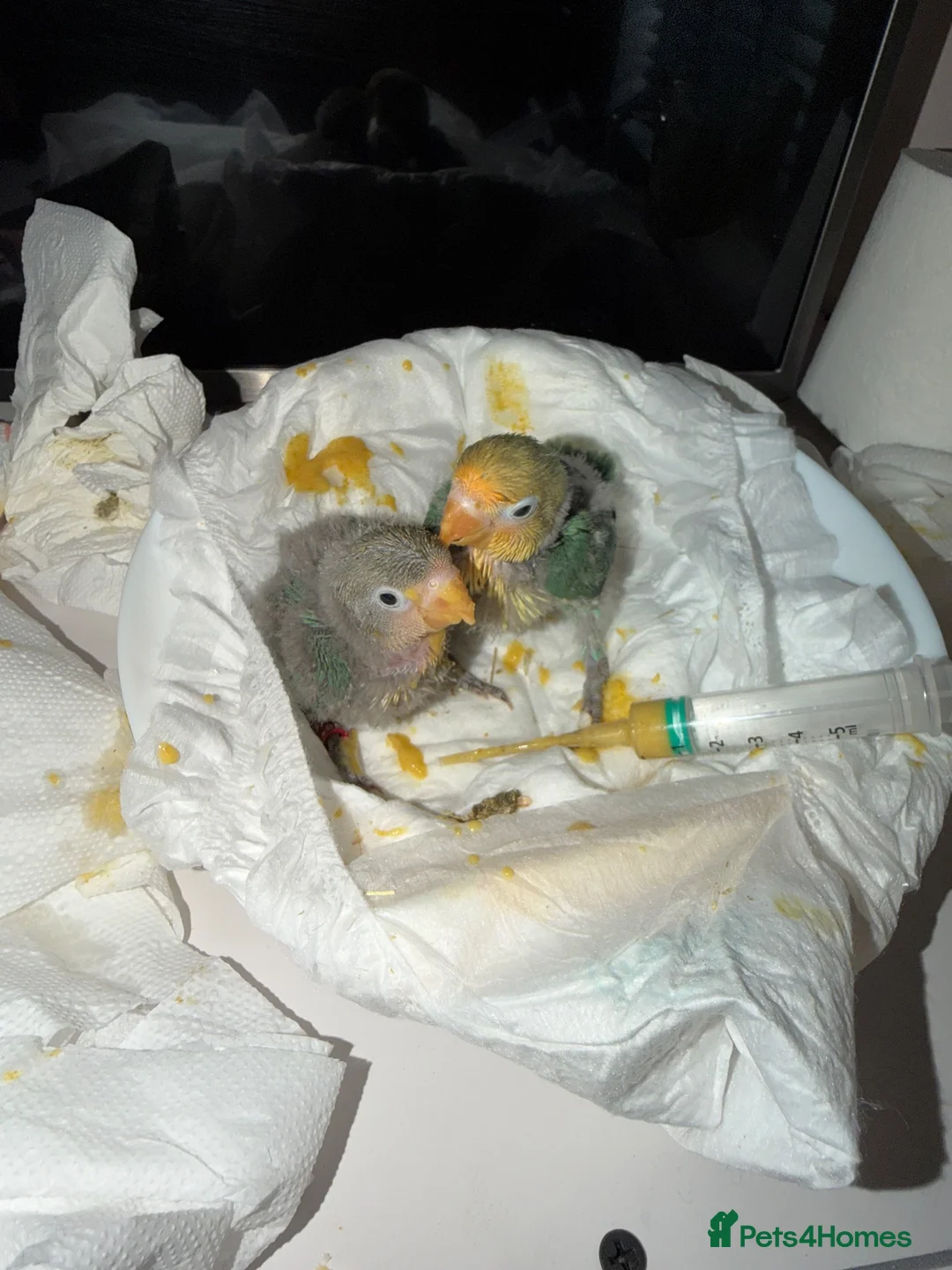 Lovebirds birds for sale: Baby lovebirds - Advert 2