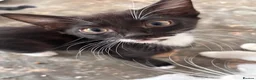 Domestic Shorthair cats for sale: 4 Kittens looking for their forever home - Advert 6