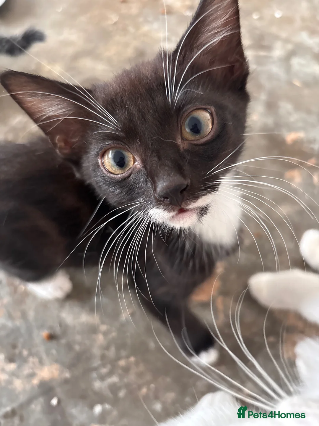 Domestic Shorthair cats for sale: 4 Kittens looking for their forever home - Advert 6