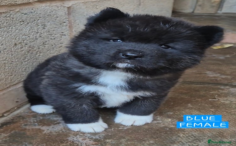 Akita dogs - Advert 10