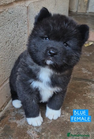 Akita dogs - Advert 10