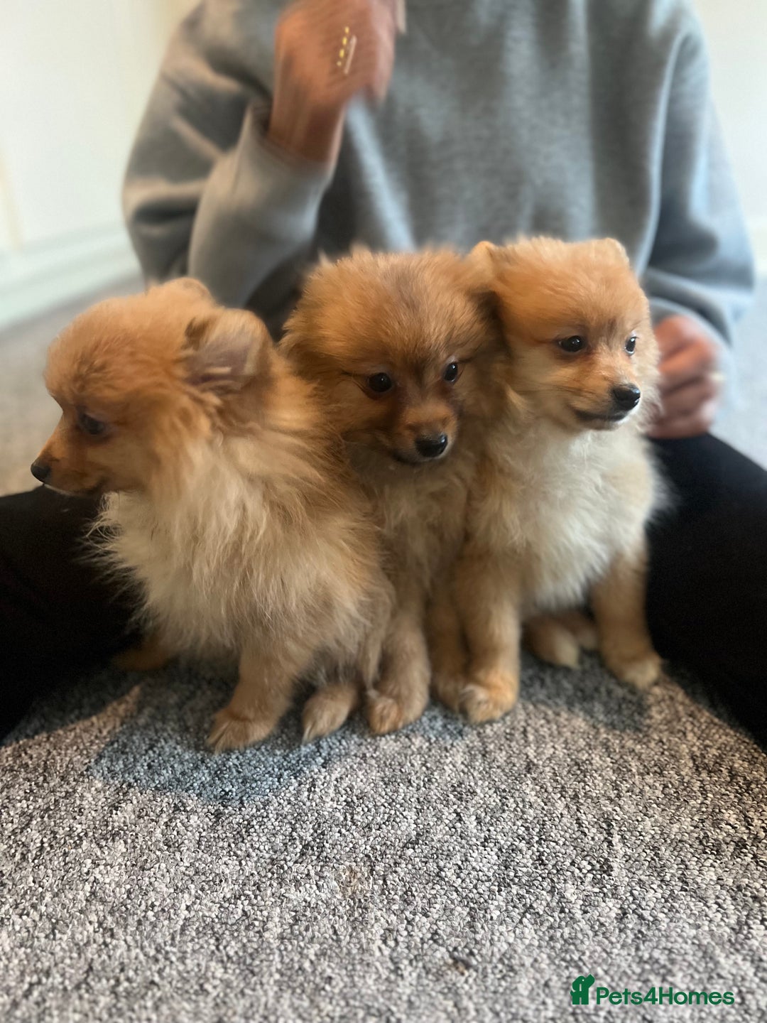 Mixed Breed dogs for sale: The cutest Pups: German & Japanese Pomeranian - Advert 38