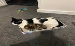 European cats for sale: Little Tabby Boy Looking for His Forever Home❤️ - Advert 4