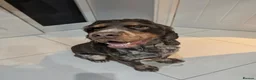 Cocker Spaniel dogs for sale: SPECIAL HOME WANTED FOR SOL - 2Yr COCKER SPANIEL - Advert 1