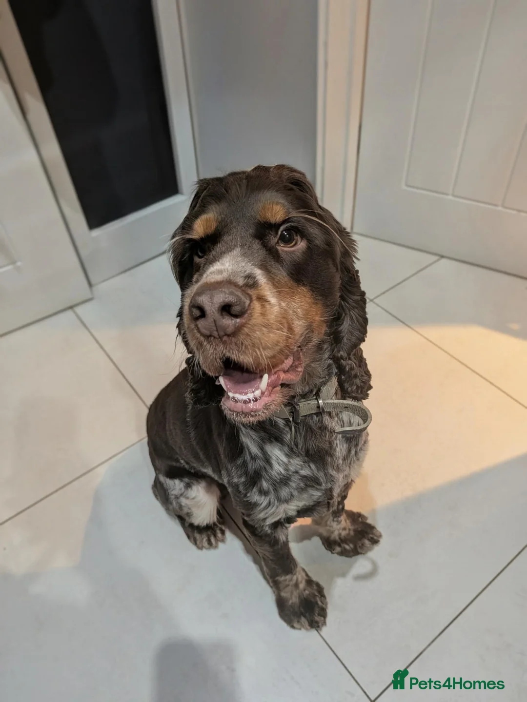 Cocker Spaniel dogs for sale: SPECIAL HOME WANTED FOR SOL - 2Yr COCKER SPANIEL - Advert 1