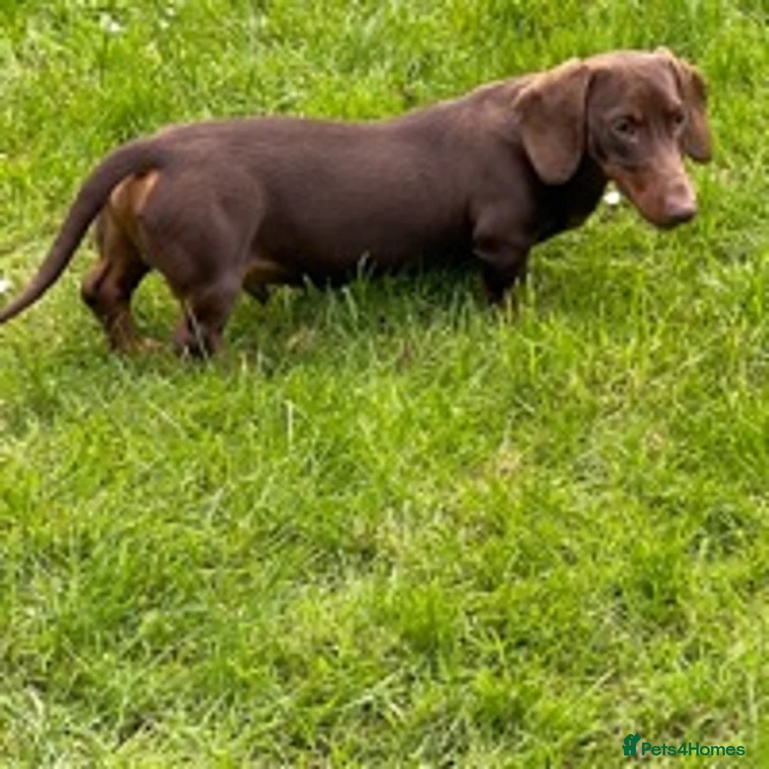 Miniature Dachshund dogs for stud: STUNNING MINIATURE DACHSHUND AVAILABLE AT STUD in Grays - Advert 8