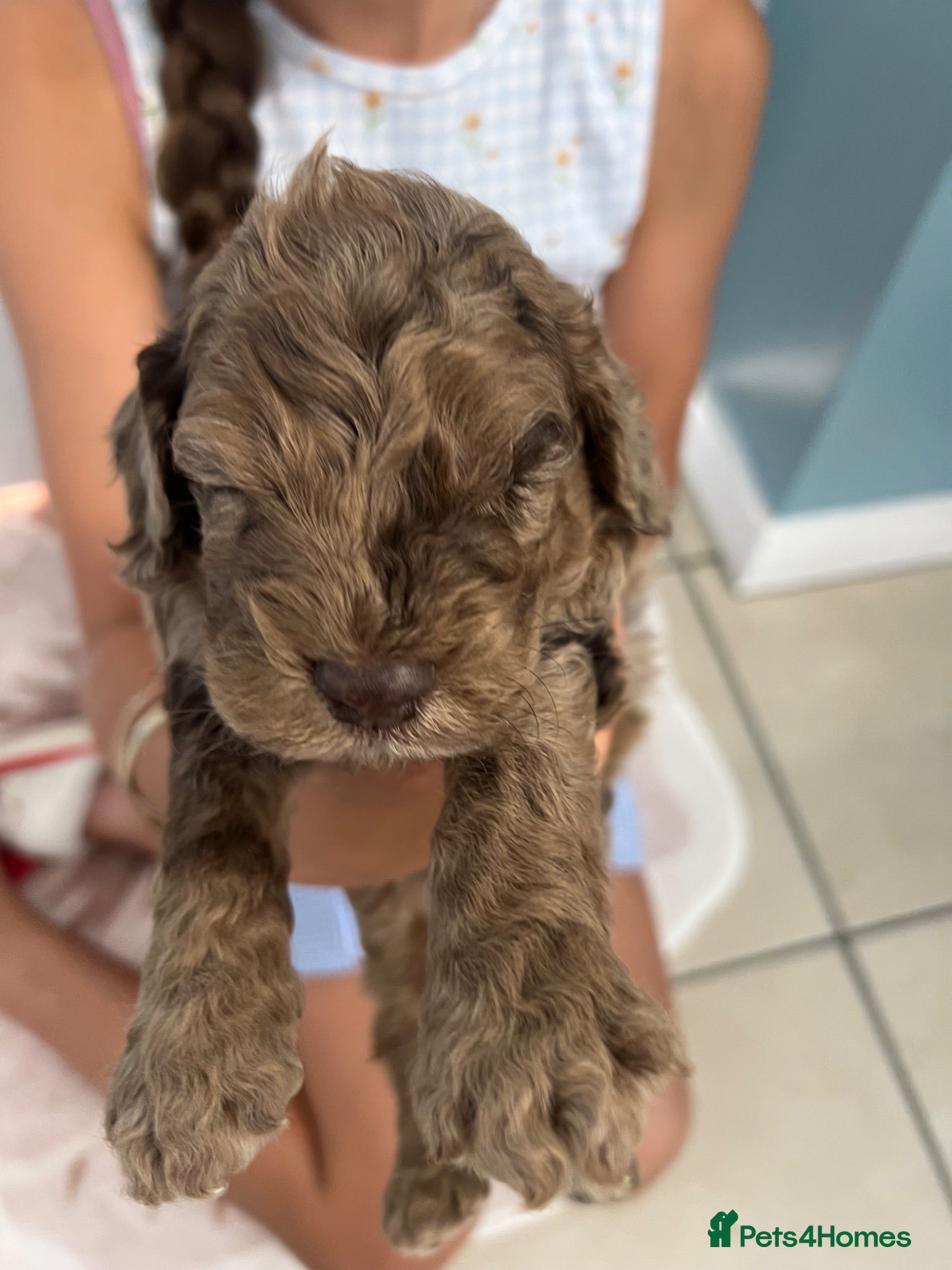 Cockapoo dogs Puppies for sale - Advert 2