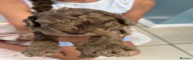 Cockapoo 2