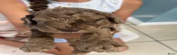 Cockapoo dogs for sale: Puppies for sale - Advert 2