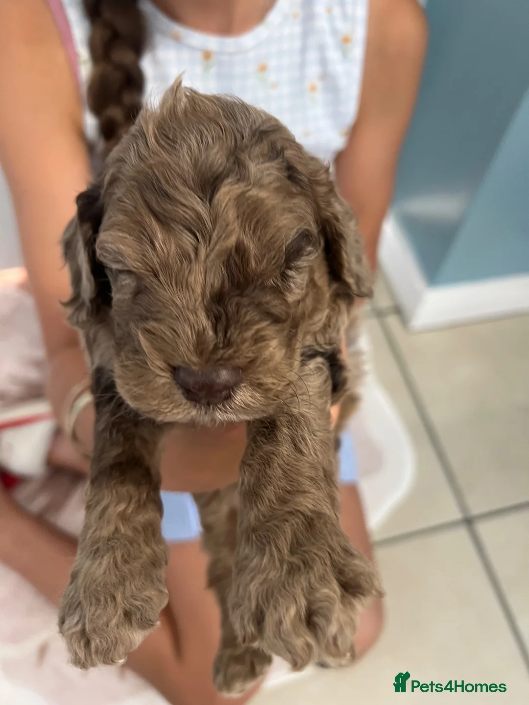 Cockapoo dogs for sale: Puppies for sale - Advert 2
