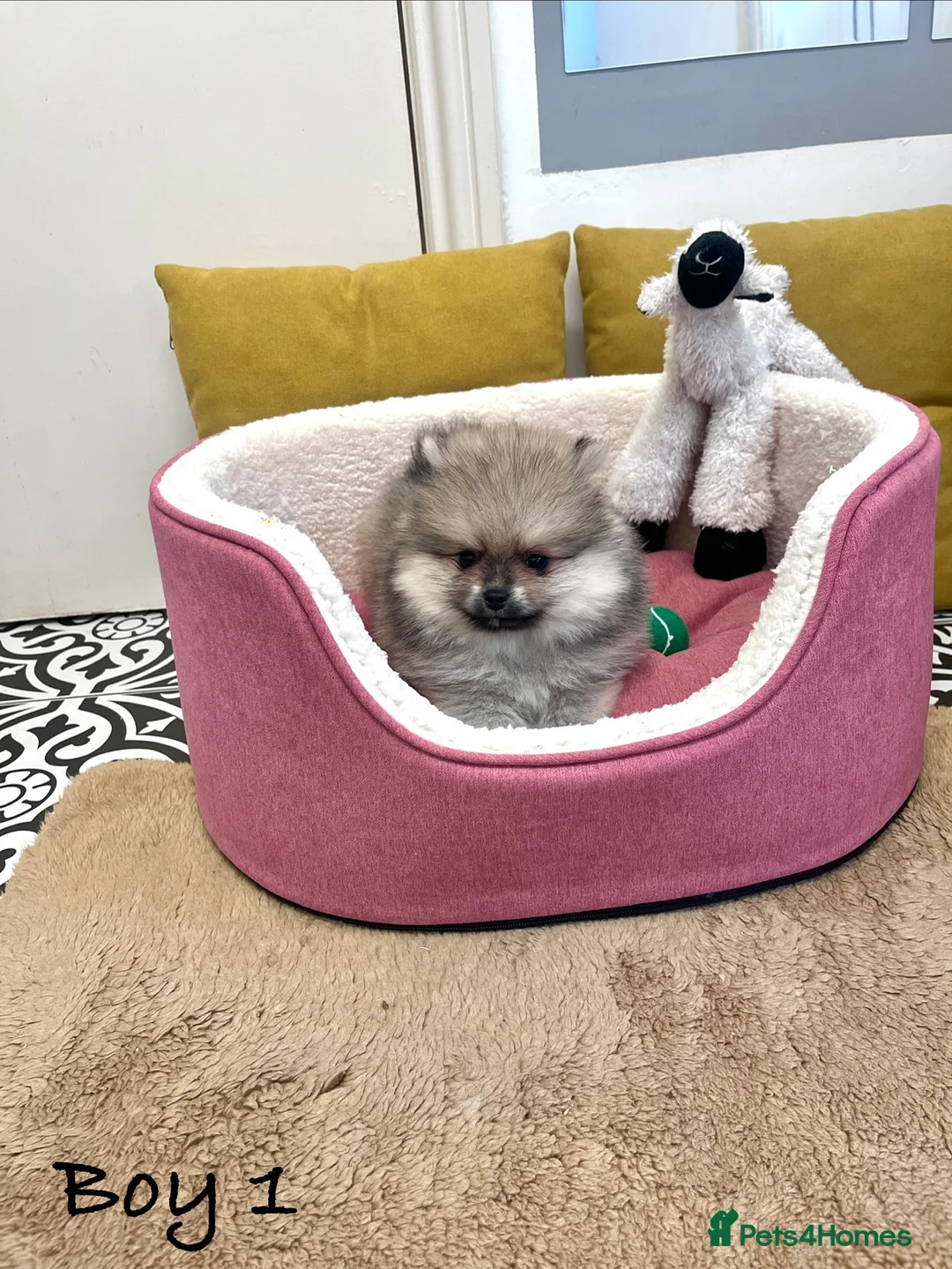 Pomeranian dogs for sale: Top Quality 🐻 Teddy Bears  - Advert 17