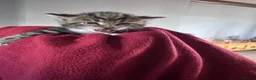 Mixed Breed cats for sale: British short hair X Tabby Kittens - Advert 26