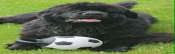 Newfoundland dogs for sale: Newfoundland Puppies in Carluke - Advert 4