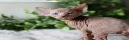 Sphynx cats for sale: Beautiful Pedigree Sphynx Kittens  - Advert 38