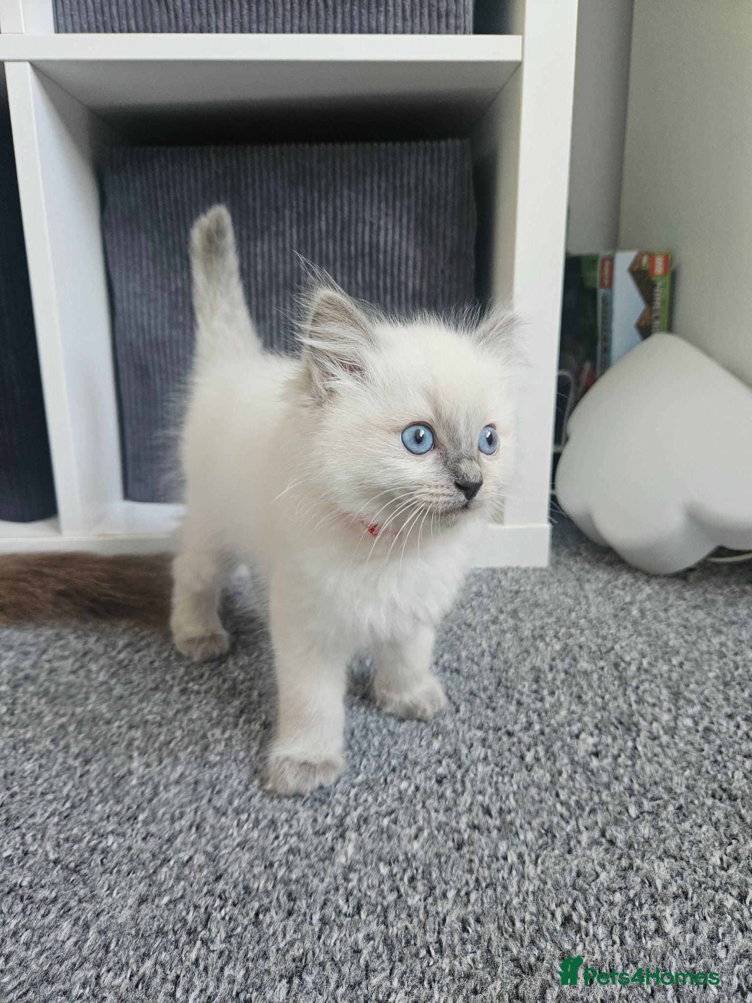 Ragdoll cats Ragdoll kittens looking new home 🏡  - Advert 18