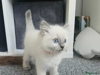 Ragdoll cats Ragdoll kittens looking new home 🏡 - Advert 18